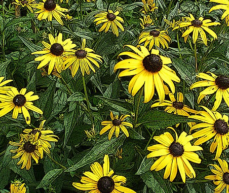 Black-Eyed Susan Rudbeckia hirta